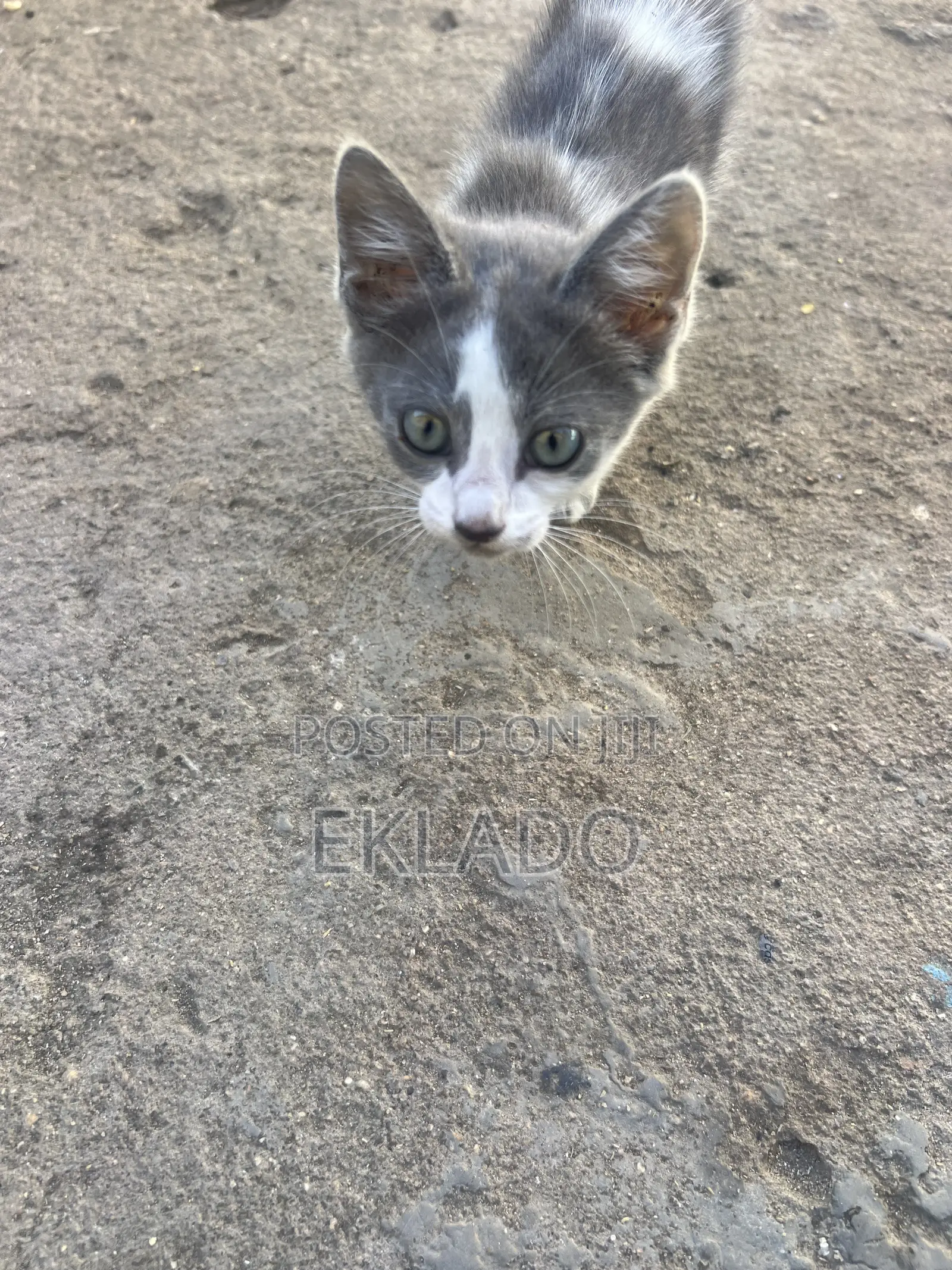 1-3 months Female Mixed Breed Blue