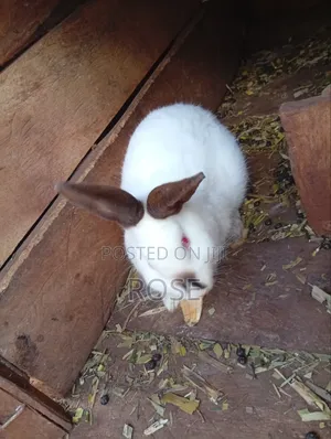 Rabbits for Sale