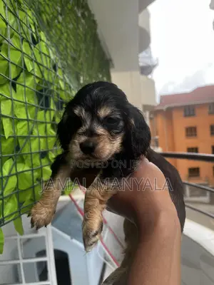 0-1 month Male Mixed Breed Cocker Spaniel