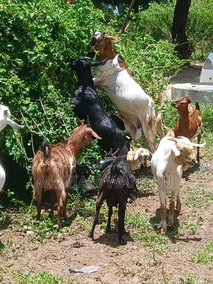 Pure Breed Goats