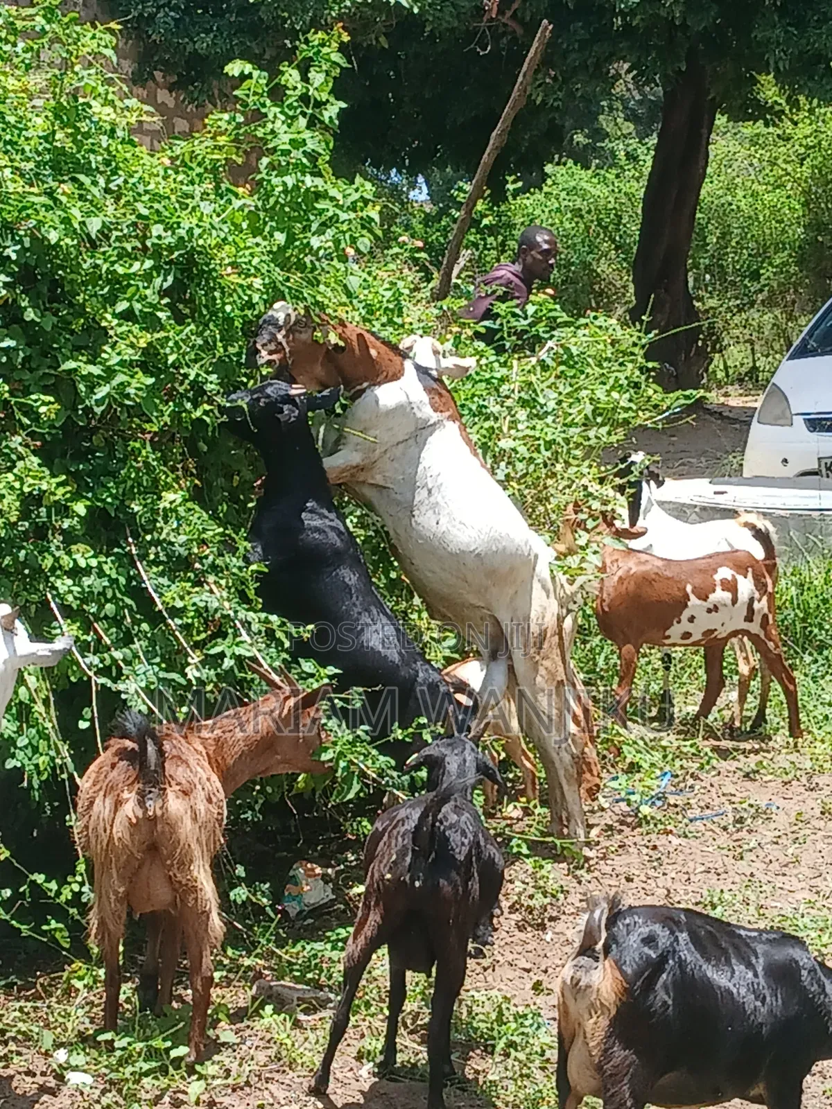 Pure Breed Goats