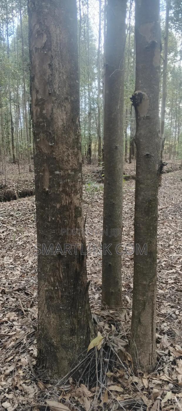 Poles and Posts for Sale - thumbnail 2