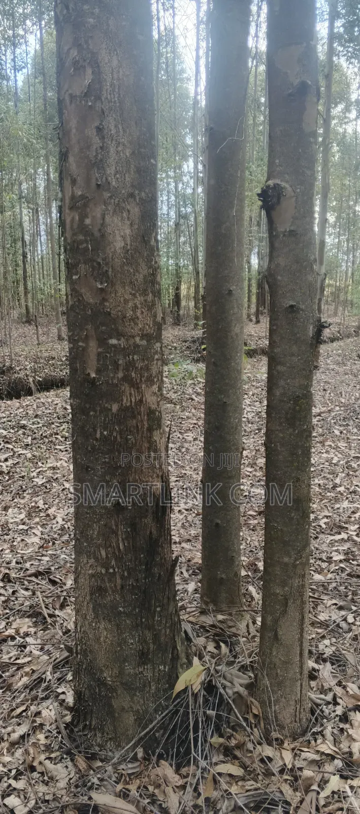 Poles and Posts for Sale