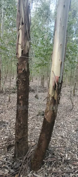 Poles and Posts for Sale