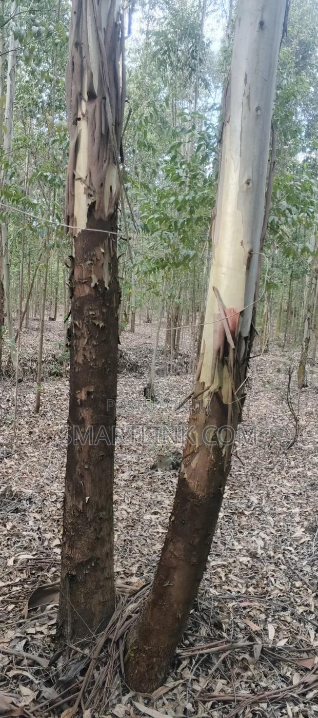 Poles and Posts for Sale - thumbnail 3