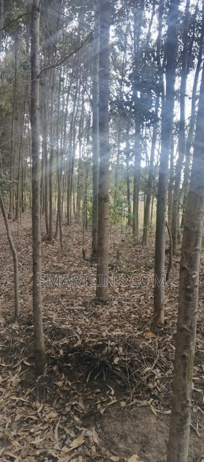 Poles and Posts for Sale