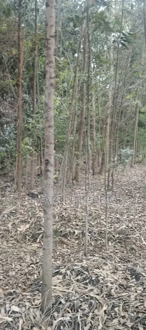 Poles and Posts for Sale