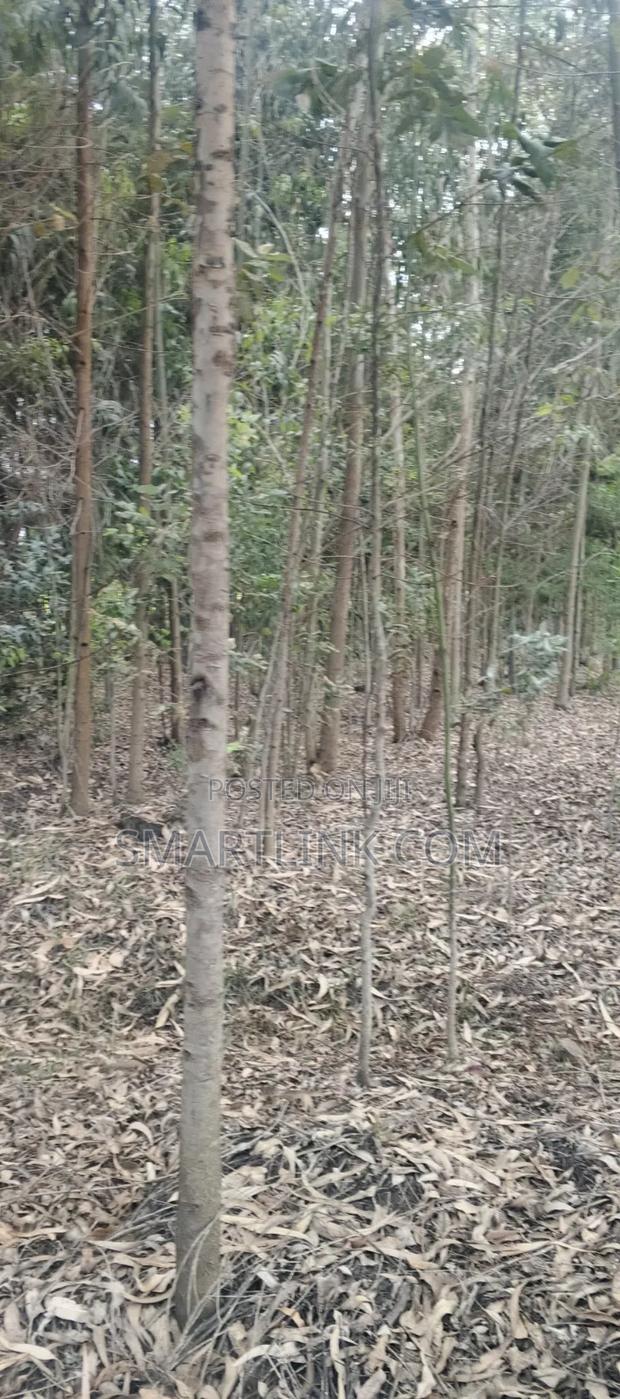 Poles and Posts for Sale - thumbnail 5
