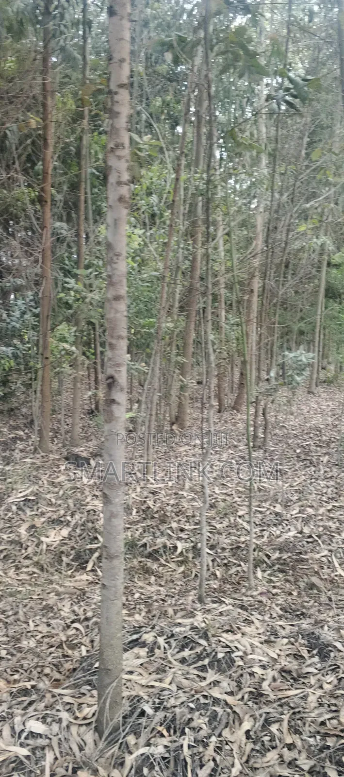 Poles and Posts for Sale