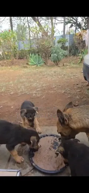 3-6 months Female Mixed Breed German Shepherd