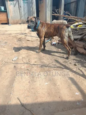 1+ year Male Purebred Boerboel