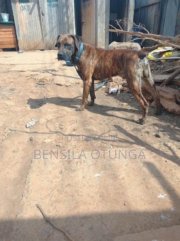 1+ year Male Purebred Boerboel