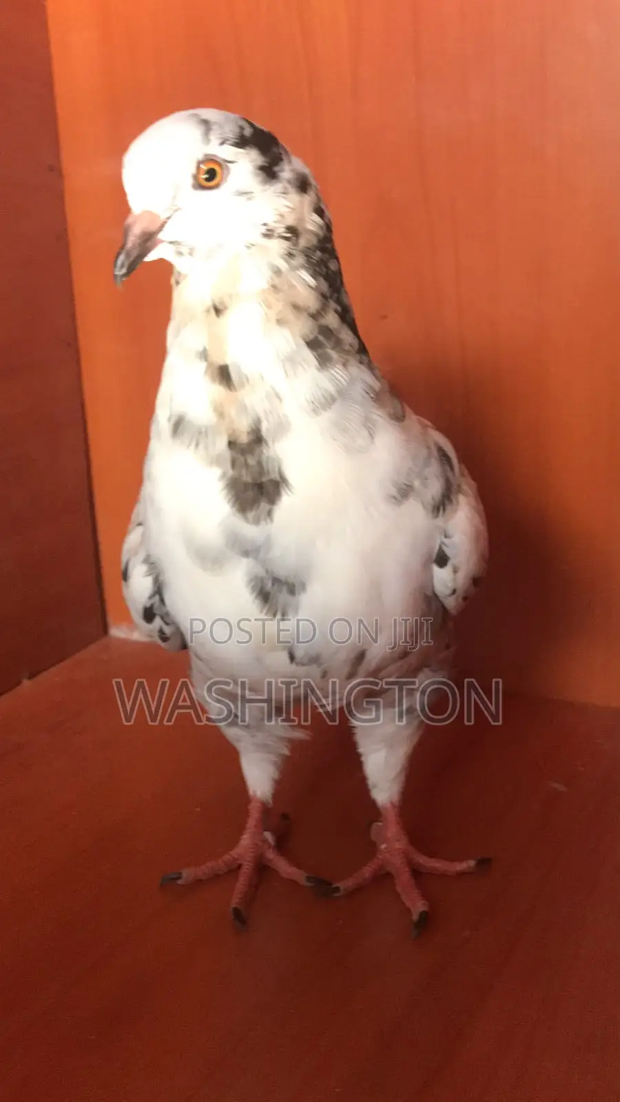 Upcoming King Pigeons