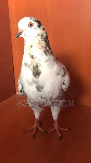 Upcoming King Pigeons