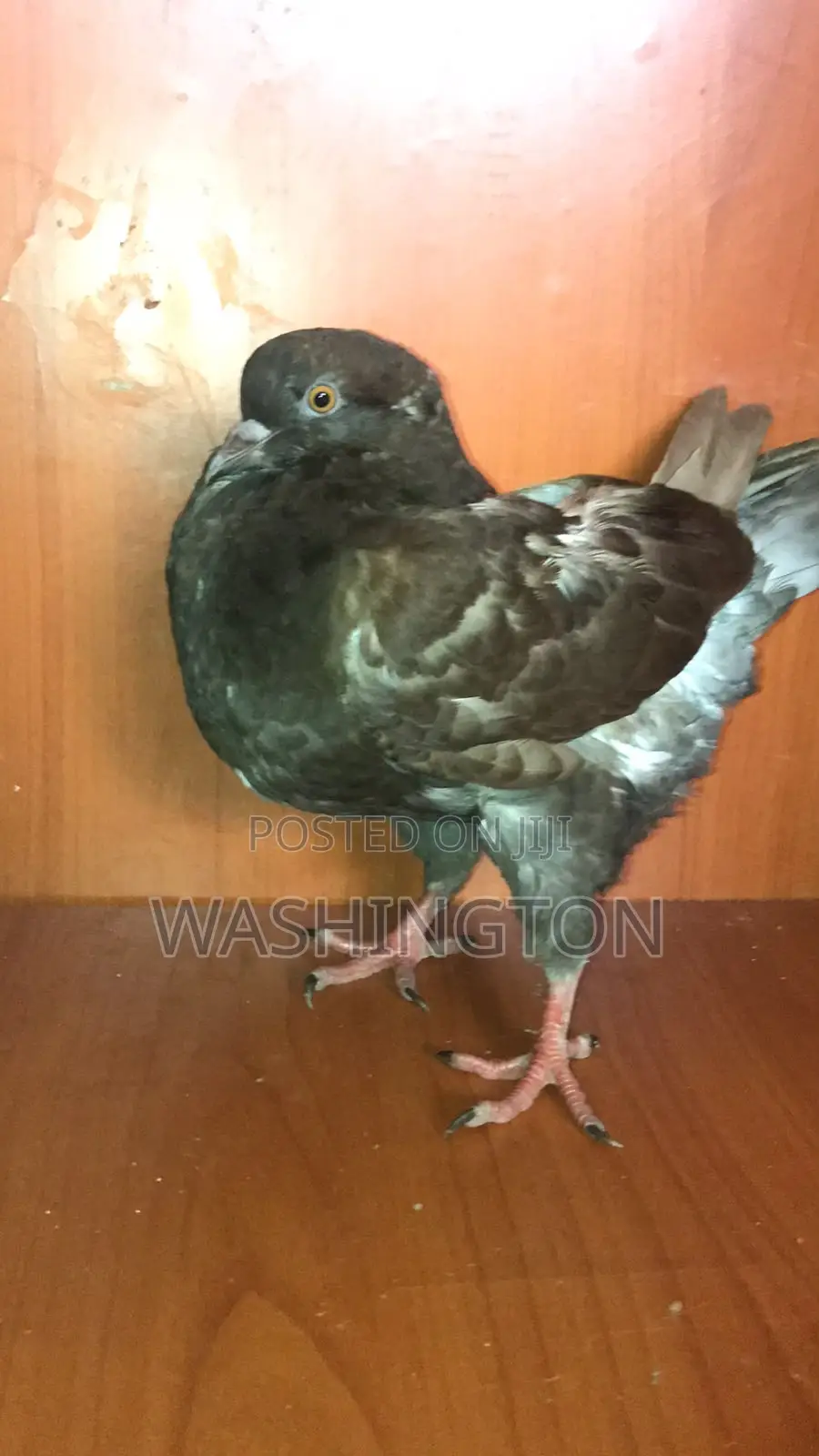 Upcoming King Pigeons