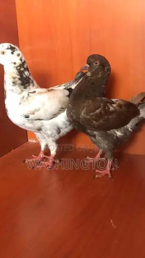 Upcoming King Pigeons