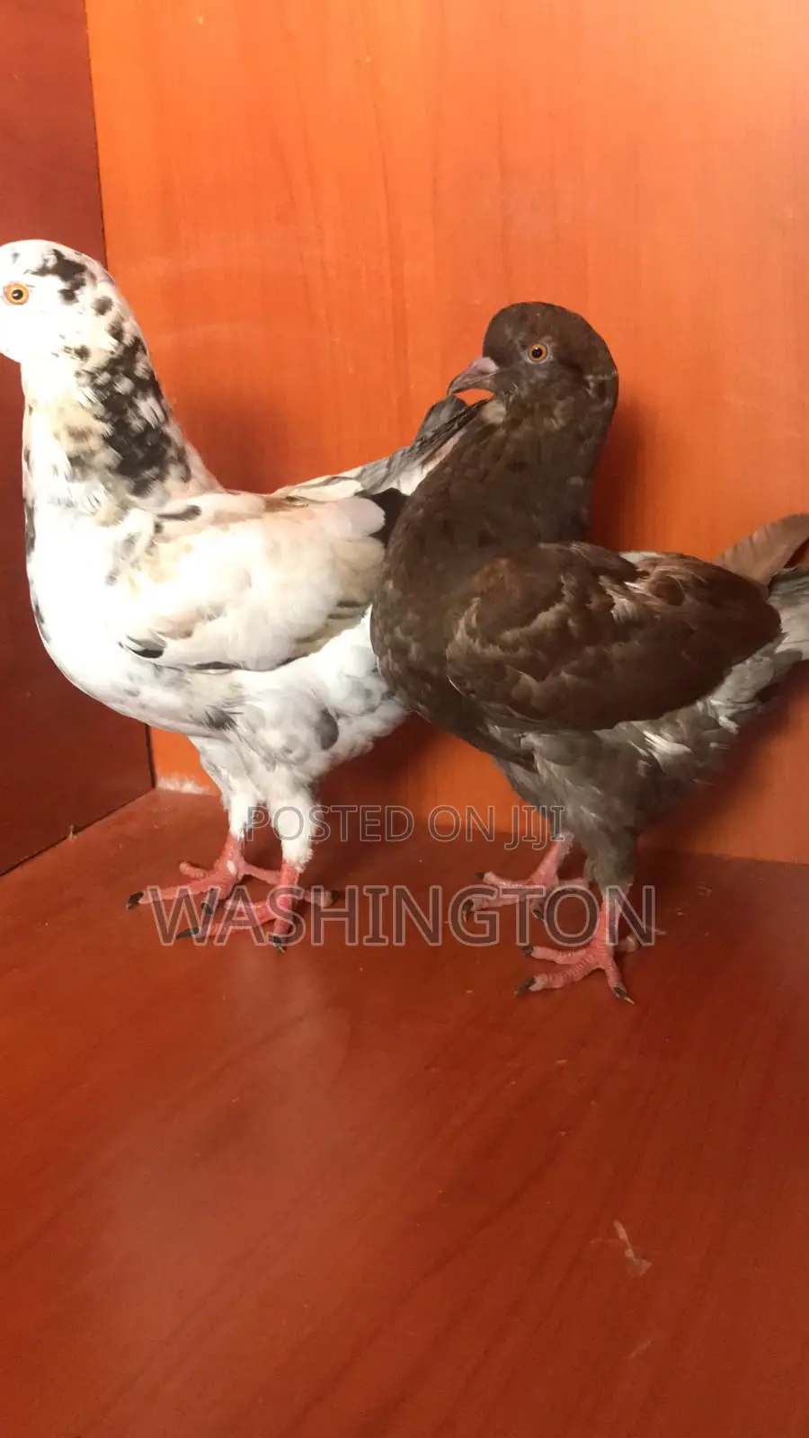 Upcoming King Pigeons