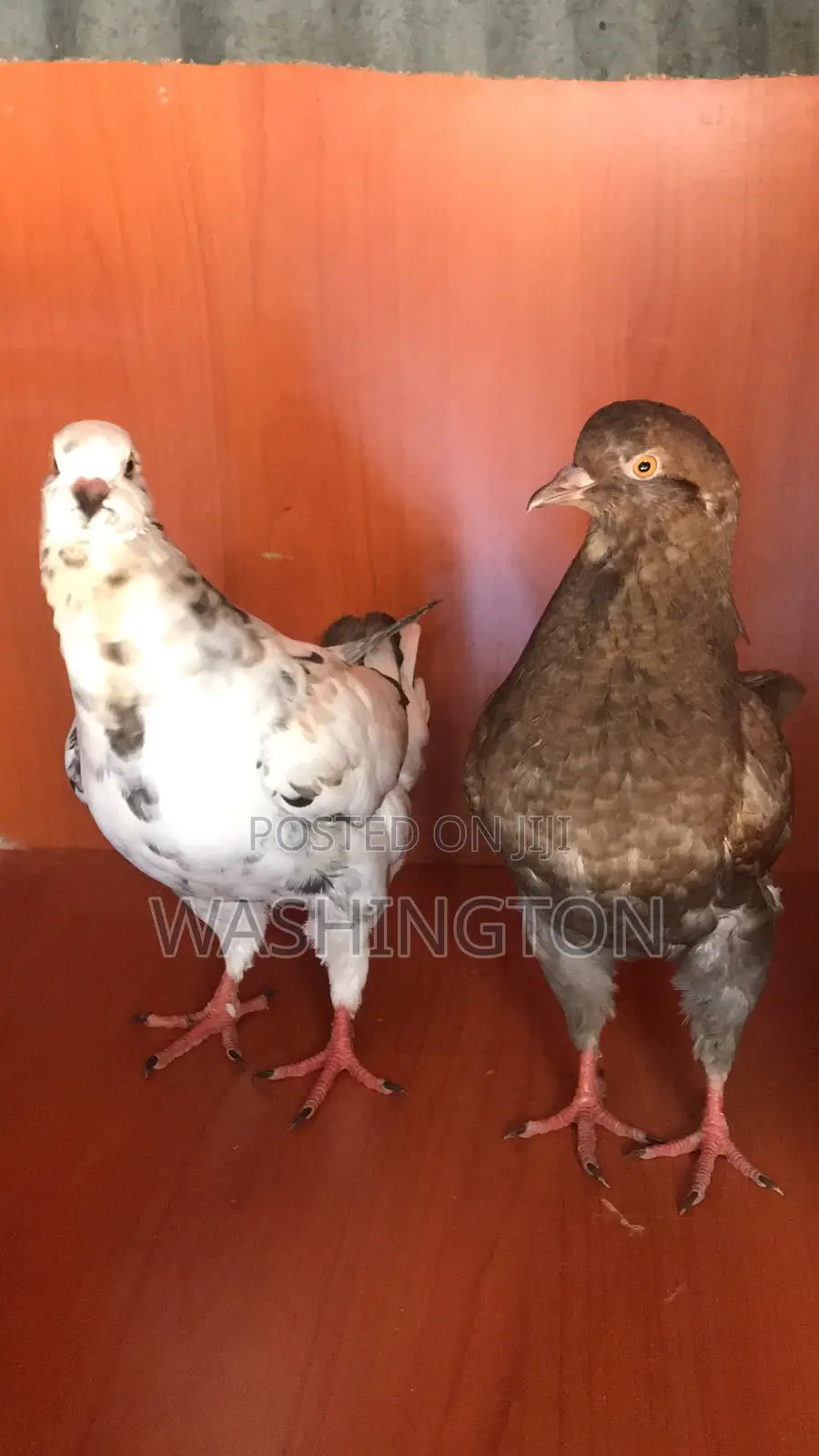 Upcoming King Pigeons