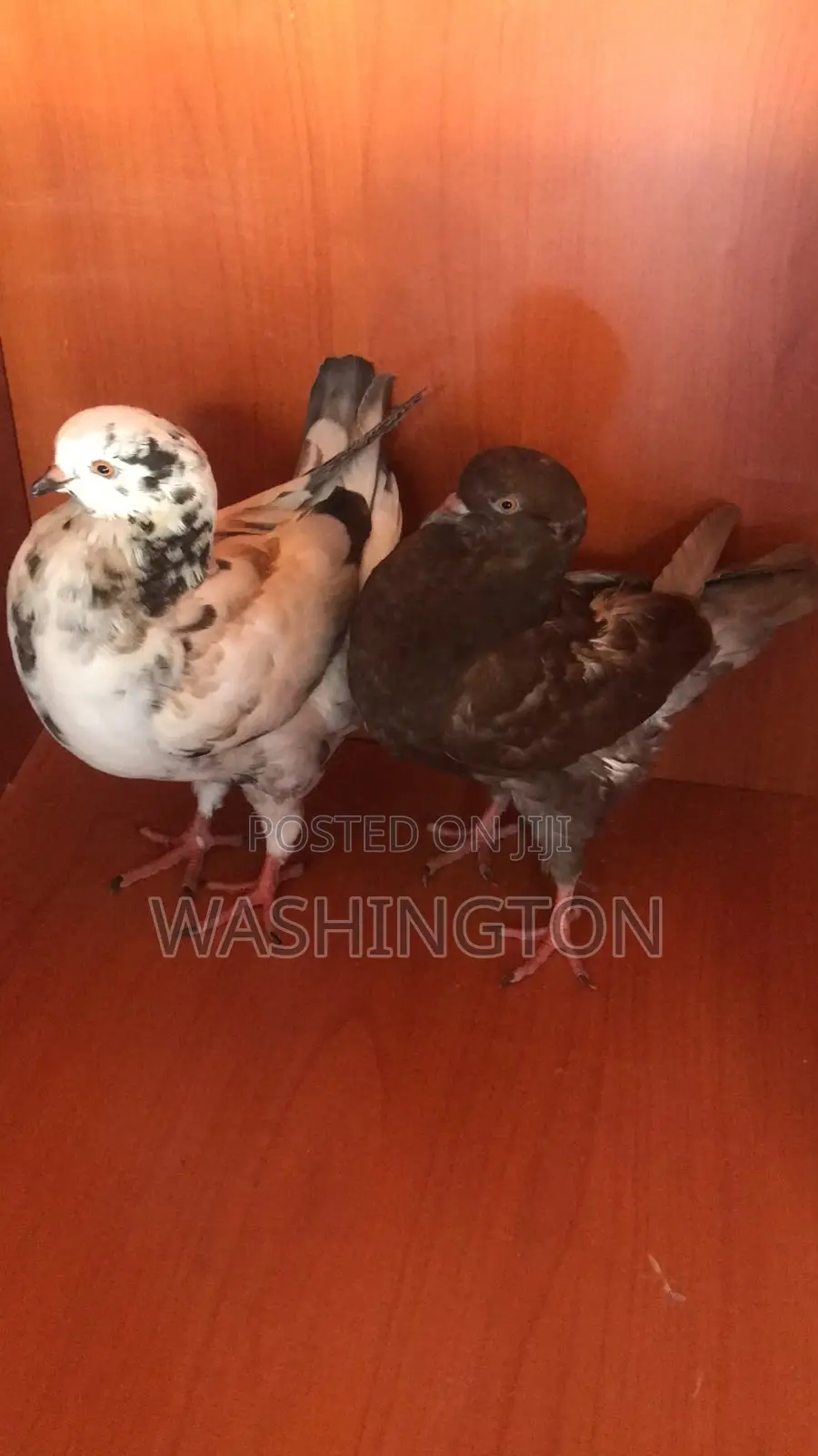 Upcoming King Pigeons