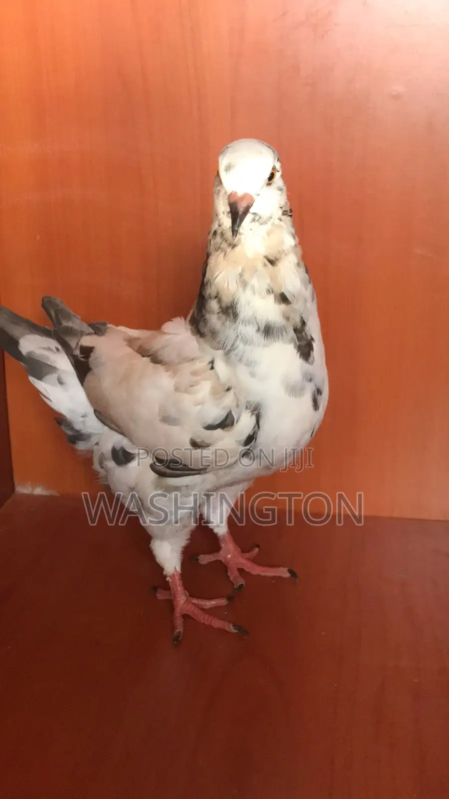 Upcoming King Pigeons