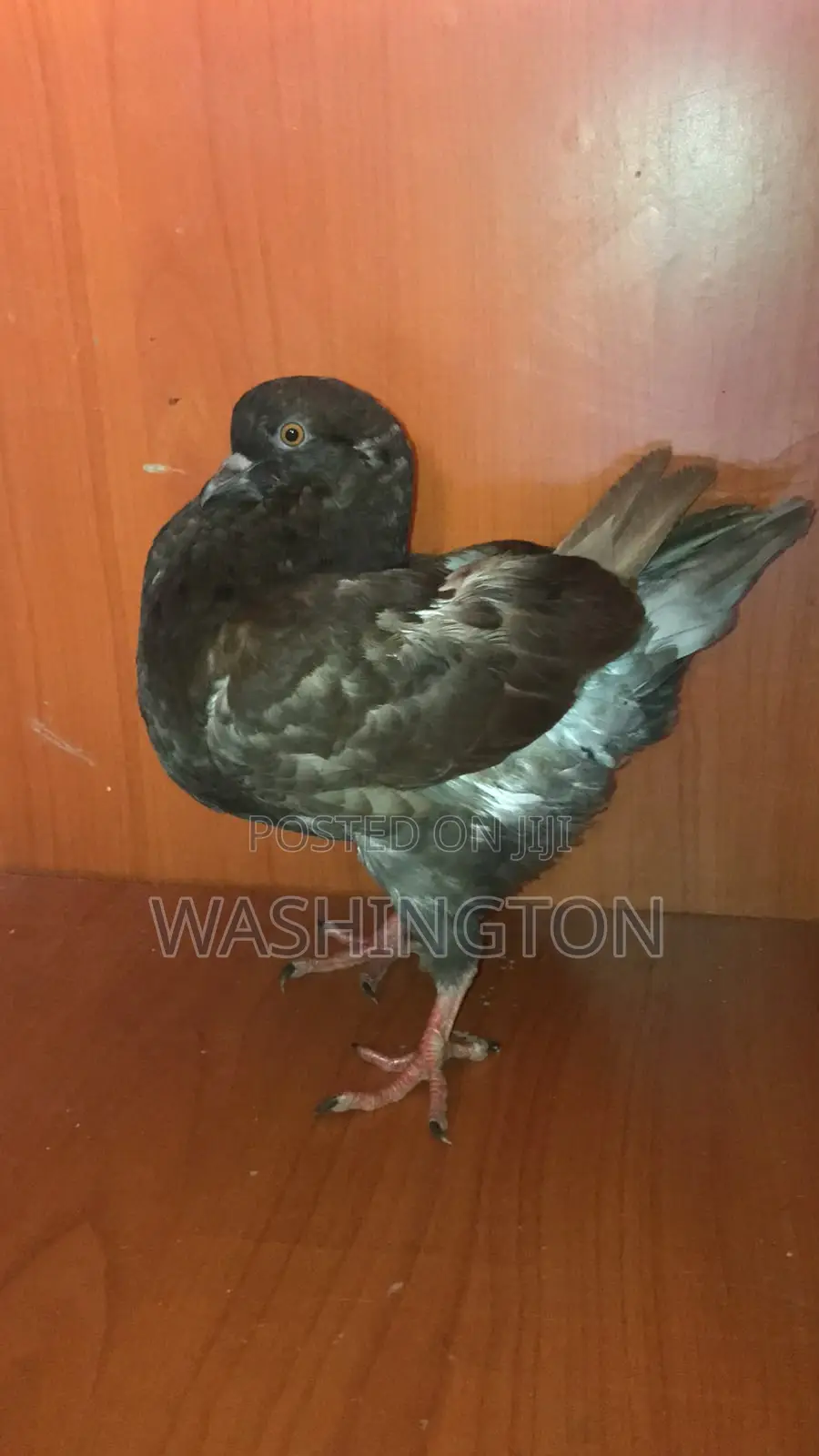 Upcoming King Pigeons
