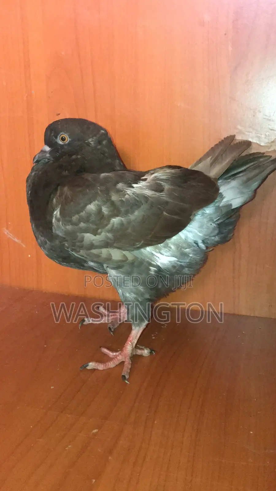 Upcoming King Pigeons