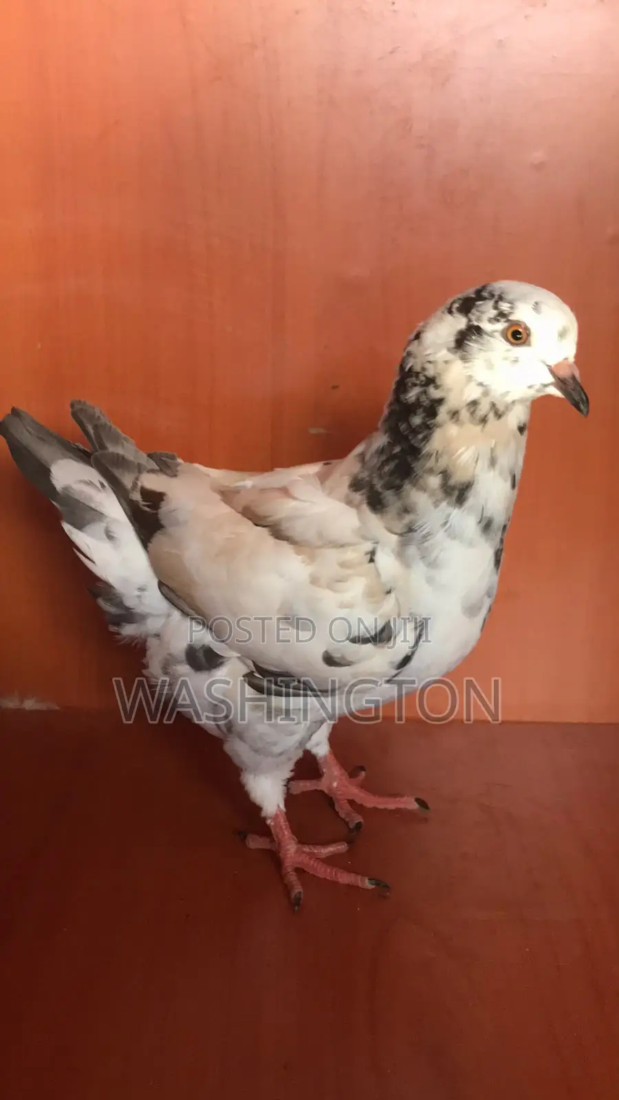 Upcoming King Pigeons