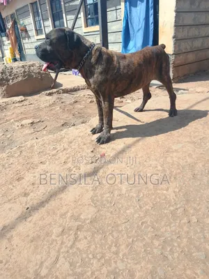 1+ year Male Purebred Boerboel