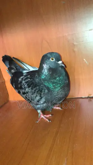 Matured Pigeon