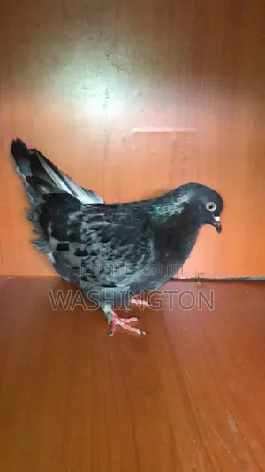 Matured Pigeon