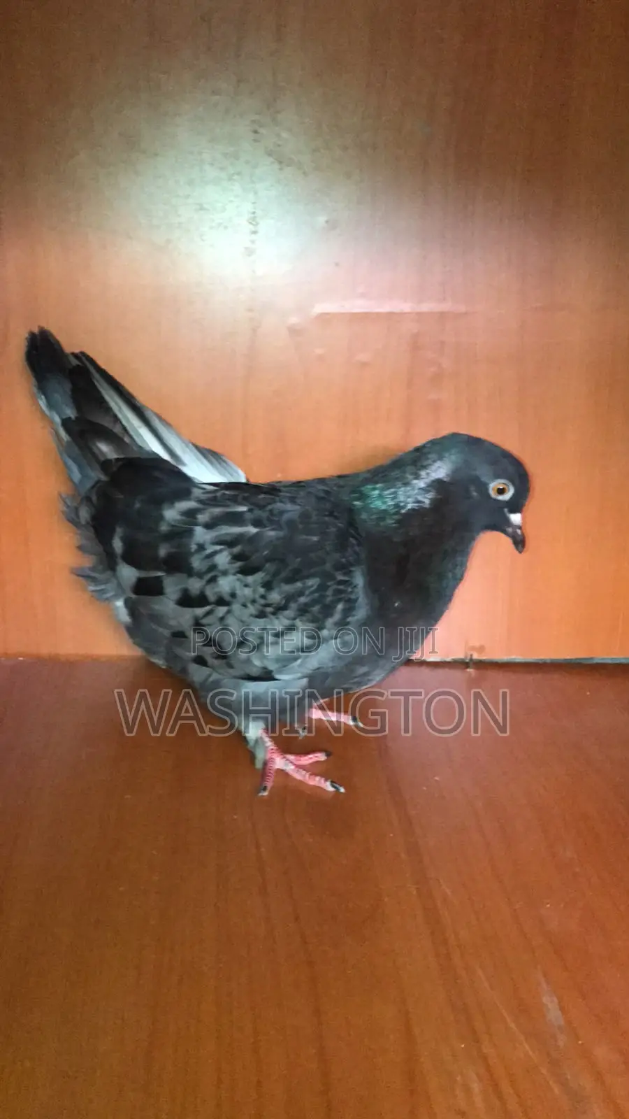 Matured Pigeon