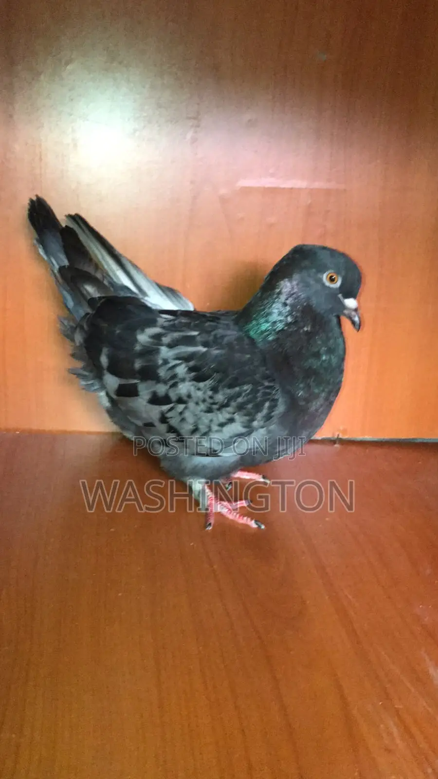 Matured Pigeon