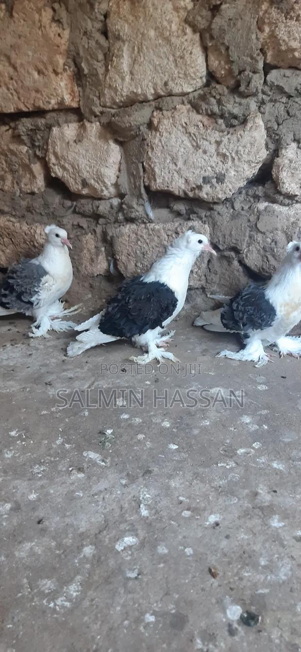 Frillback Pigeons