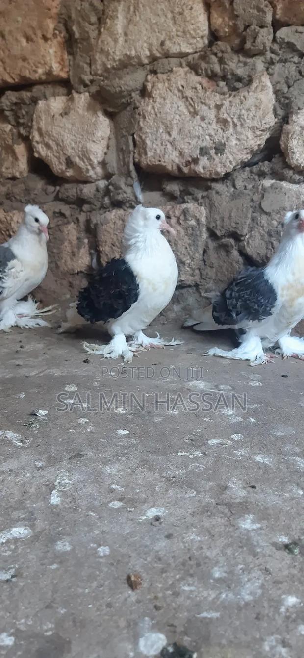 Frillback Pigeons - thumbnail 2