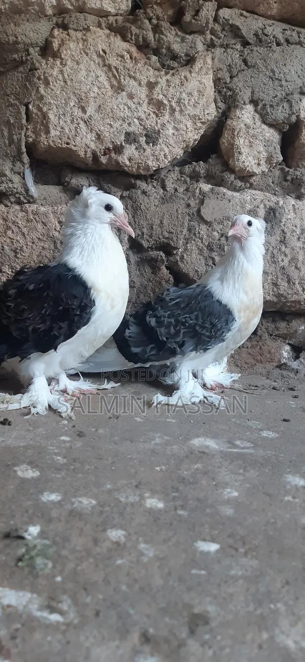 Frillback Pigeons - thumbnail 3