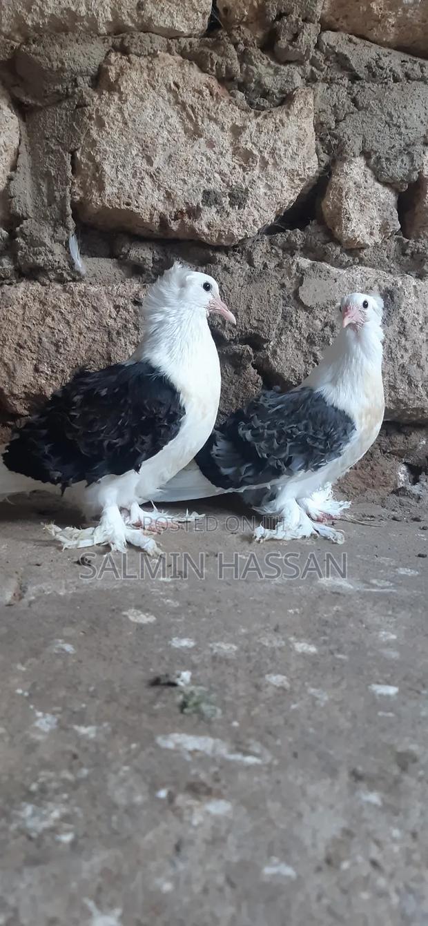 Frillback Pigeons - thumbnail 4