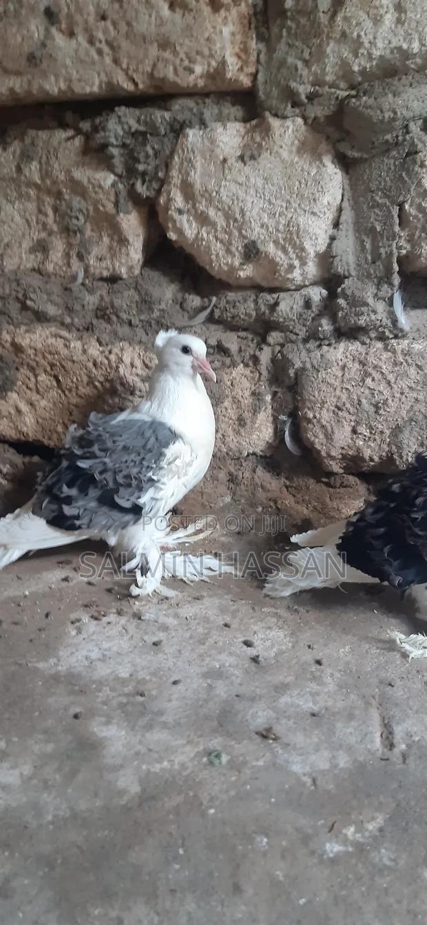 Frillback Pigeons - thumbnail 5