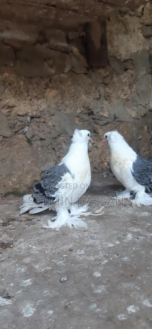 Frillback Pigeons - thumbnail 6