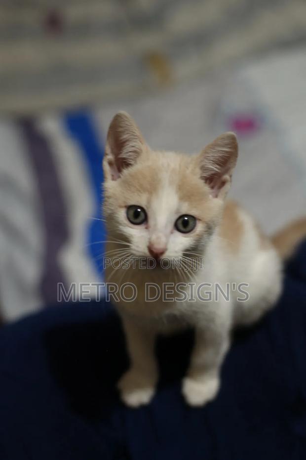 1-3 months Female Purebred Cat - main view
