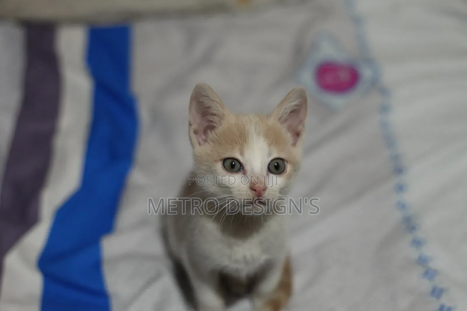 1-3 months Female Purebred Cat