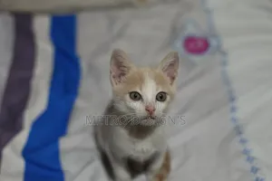 1-3 months Female Purebred Cat