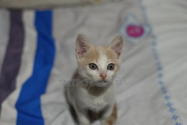 1-3 months Female Purebred Cat - thumbnail 2