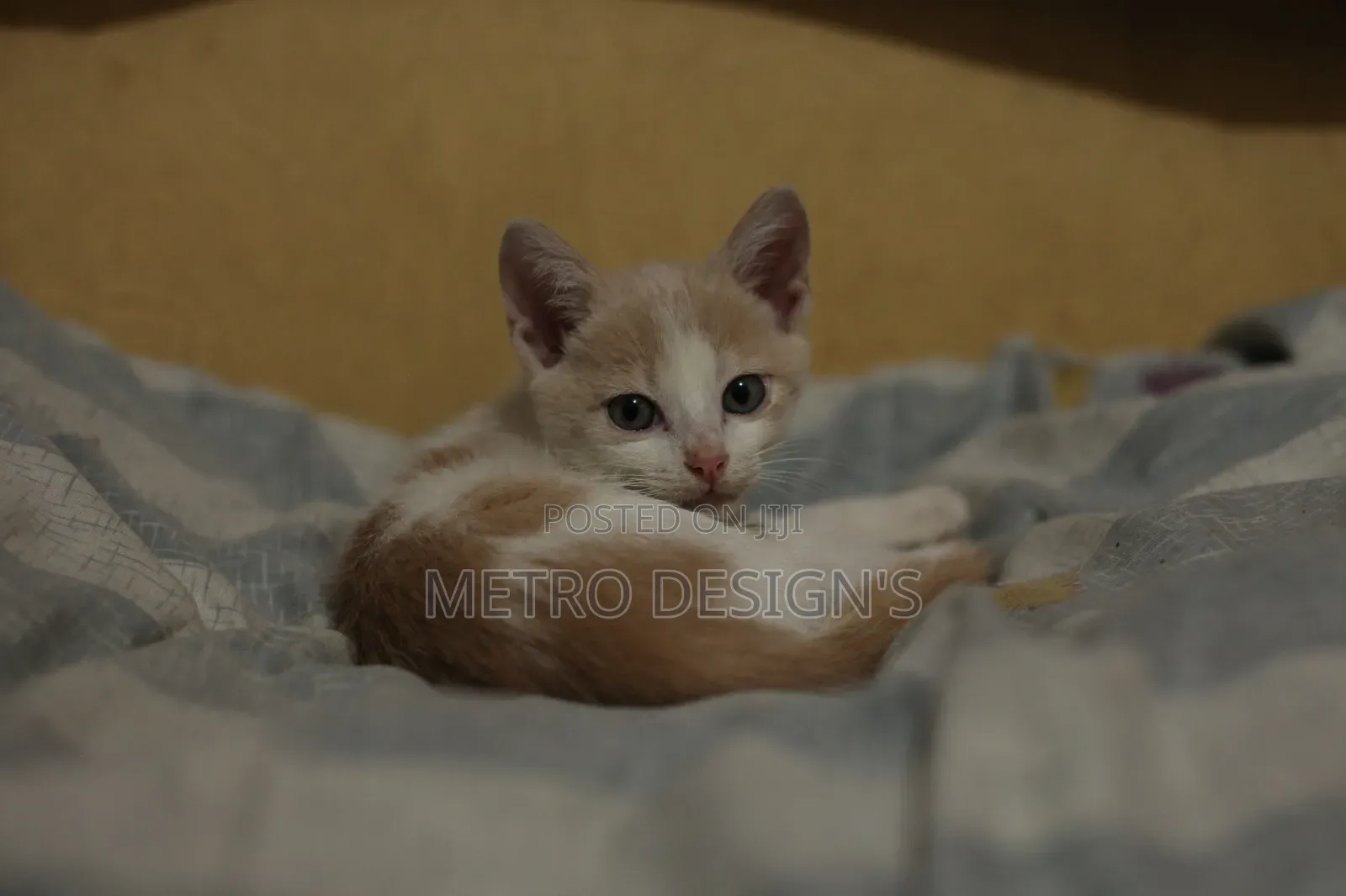 1-3 months Female Purebred Cat