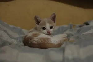 1-3 months Female Purebred Cat