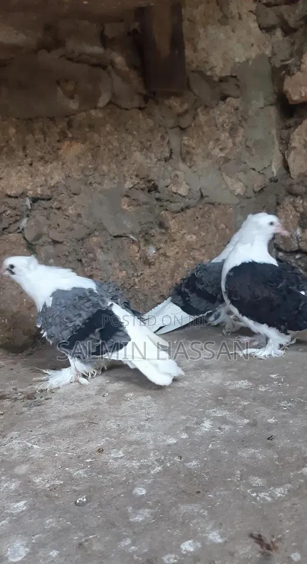 Frillback Pigeons - thumbnail 7