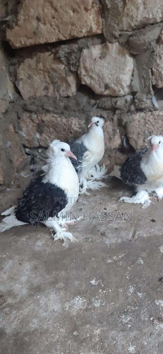 Frillback Pigeons - thumbnail 8