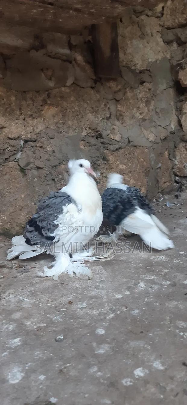 Frillback Pigeons - thumbnail 9
