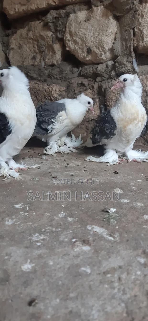 Frillback Pigeons - thumbnail 10