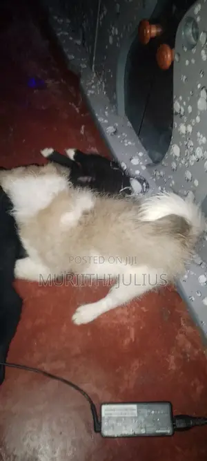 1-3 months Male Mixed Breed Chihuahua