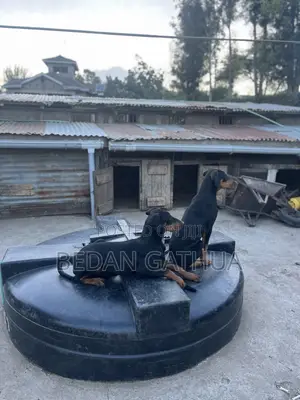 3-6 months Male Purebred Doberman Pinscher